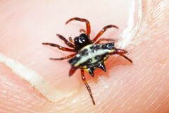 Gasteracantha westringi