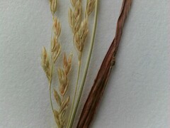Poa trivialis