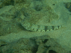 Synodus dermatogenys