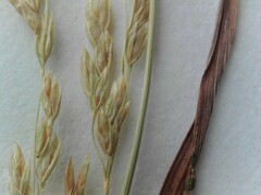 Poa trivialis