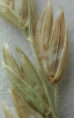 Poa trivialis