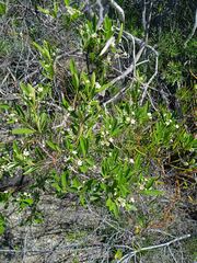 Denhamia fournieri