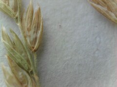 Poa trivialis