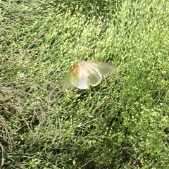 Heliconisa pagenstecheri