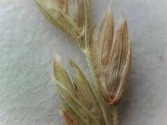 Poa trivialis