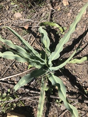 Chlorogalum pomeridianum