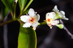 Denhamia fournieri
