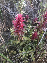 Pedicularis densiflora