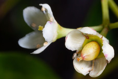 Denhamia fournieri