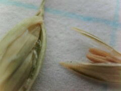 Poa trivialis