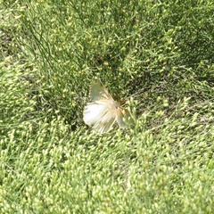Heliconisa pagenstecheri