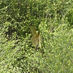 Heliconisa pagenstecheri