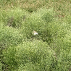 Heliconisa pagenstecheri