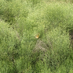 Heliconisa pagenstecheri