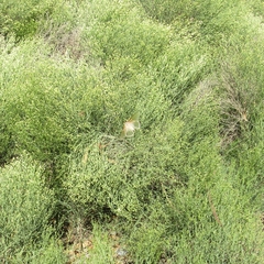 Heliconisa pagenstecheri