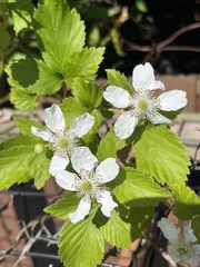 Rubus argutus