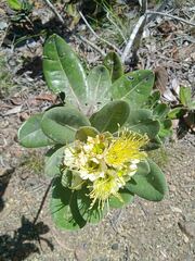 Xanthostemon ferrugineus