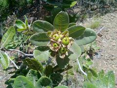 Xanthostemon ferrugineus