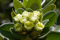 Xanthostemon ferrugineus