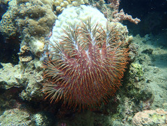 Acanthaster