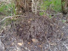 Microcerotermes novaecaledoniae