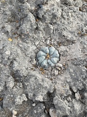 Lophophora