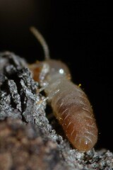 Microcerotermes novaecaledoniae