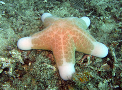 Choriaster granulatus