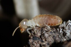 Microcerotermes novaecaledoniae