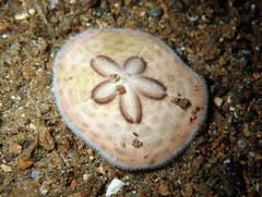 Clypeaster humilis