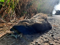 Galictis cuja