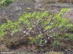 Euphorbia regis-jubae