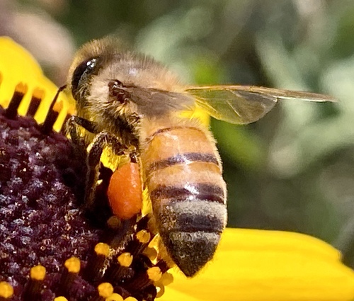 iNaturalist observation photo of Western Honey Bee