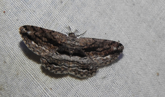 Scioglyptis canescaria