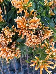 Bignonieae