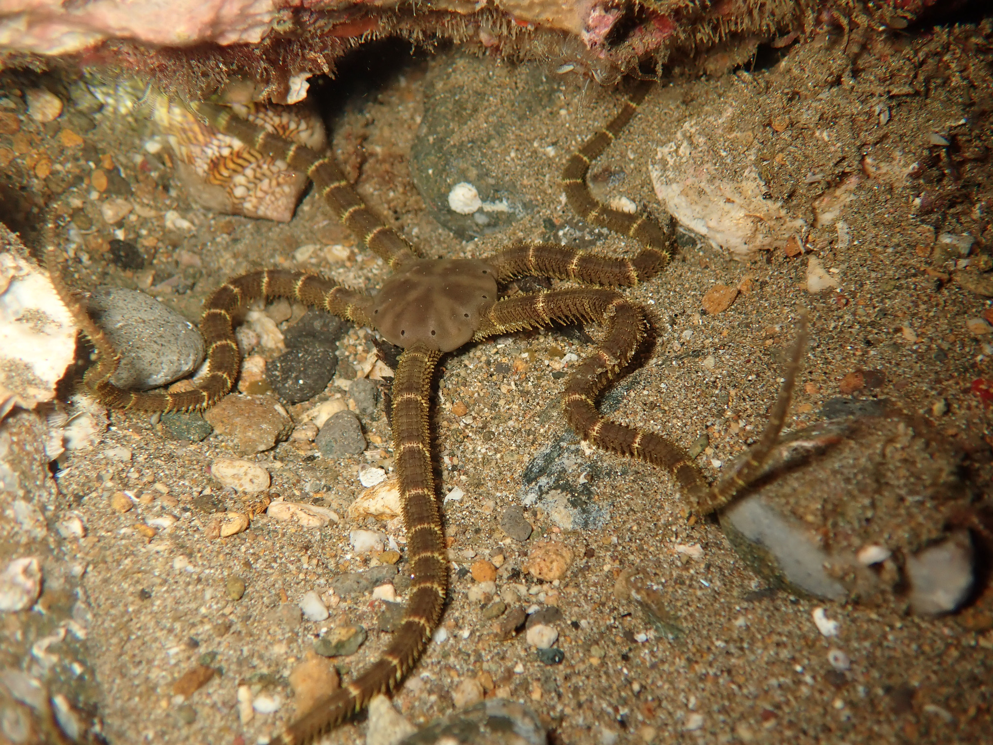 Ophiarachnella Septemspinosa Müller And Troschel 1842