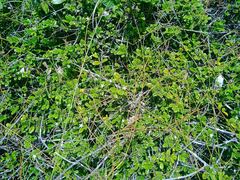 Cyclophyllum tieaense