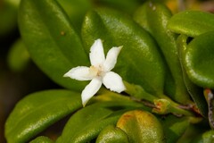Cyclophyllum tieaense