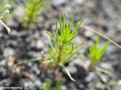 Campylanthus salsoloides