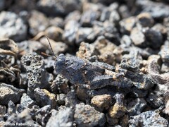 Sphingonotus pachecoi