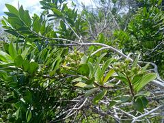 Tarenna rhypalostigma