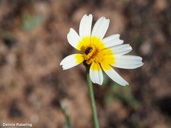 Glebionis coronaria discolor