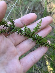 Cryptandra spinescens