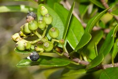 Tarenna rhypalostigma