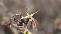 Lyrocarpa coulteri