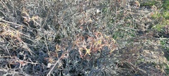 Lyrocarpa coulteri