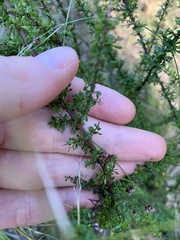 Cryptandra spinescens