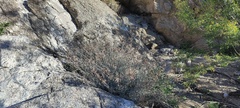 Lyrocarpa coulteri