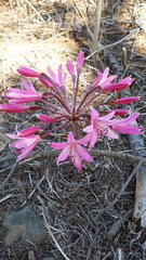 Brunsvigia bosmaniae