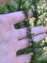 Cryptandra spinescens